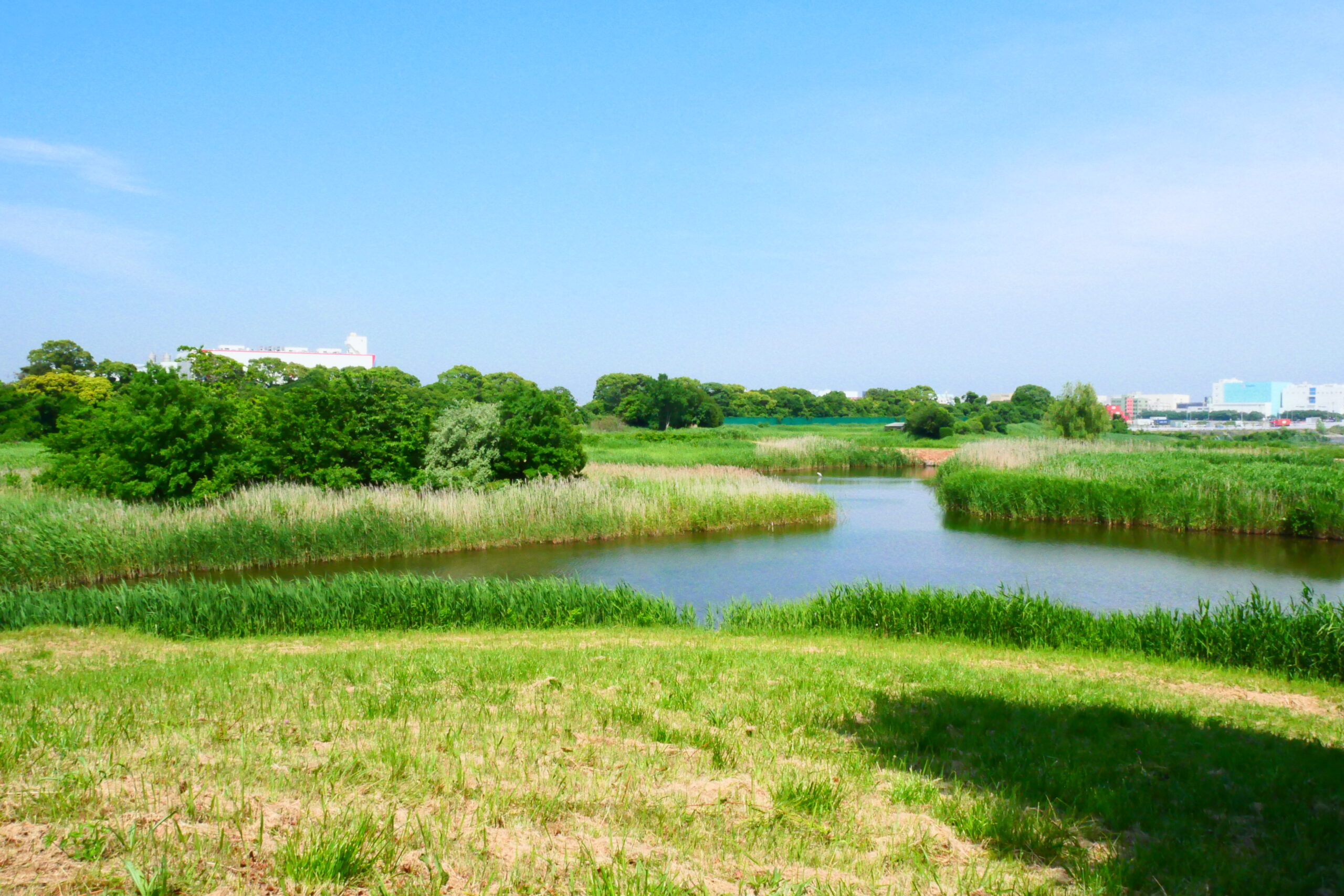 東京 港 野鳥 公園