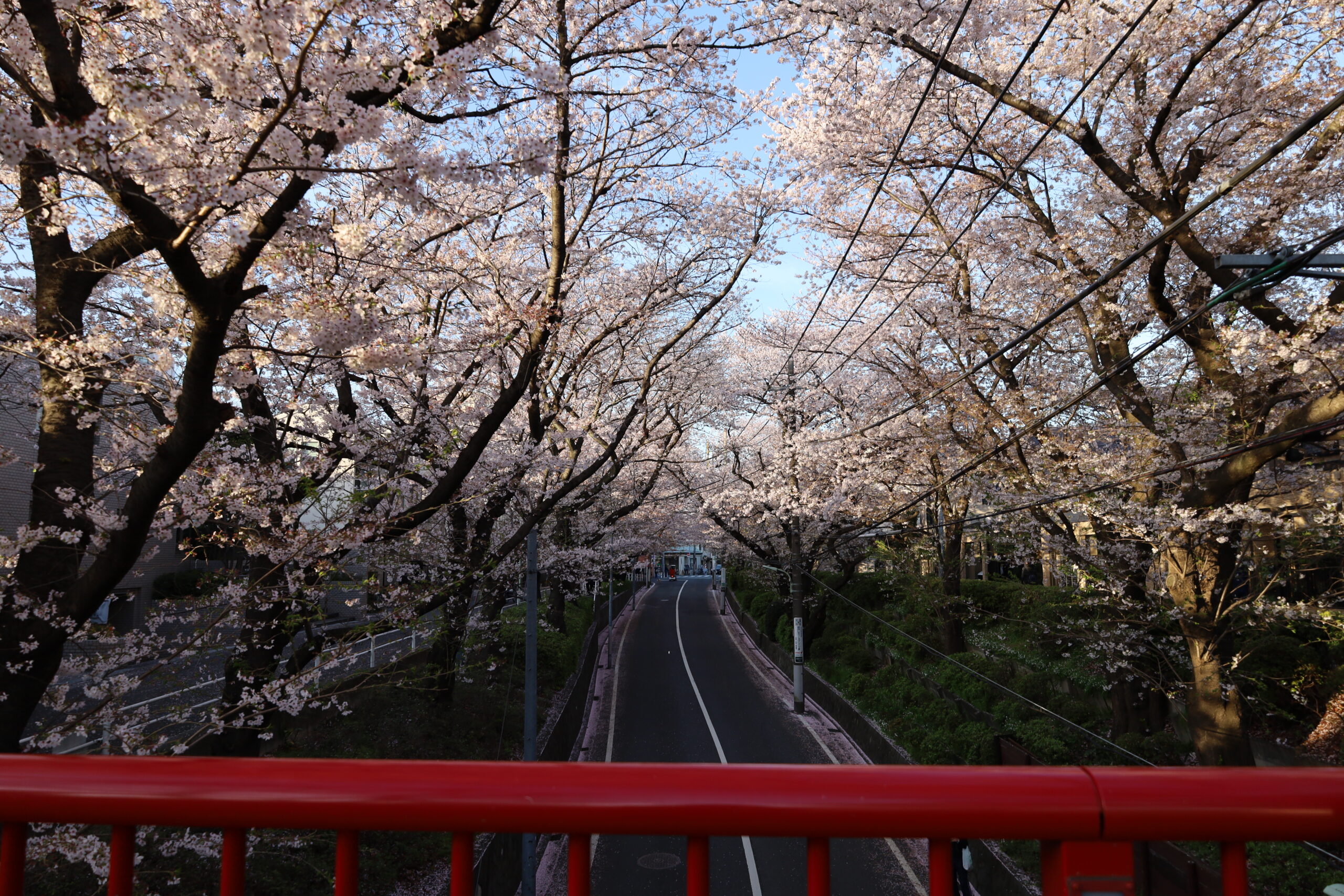桜坂 | 【東京・大田観光協会公式サイト】東京の玄関・大田の旅