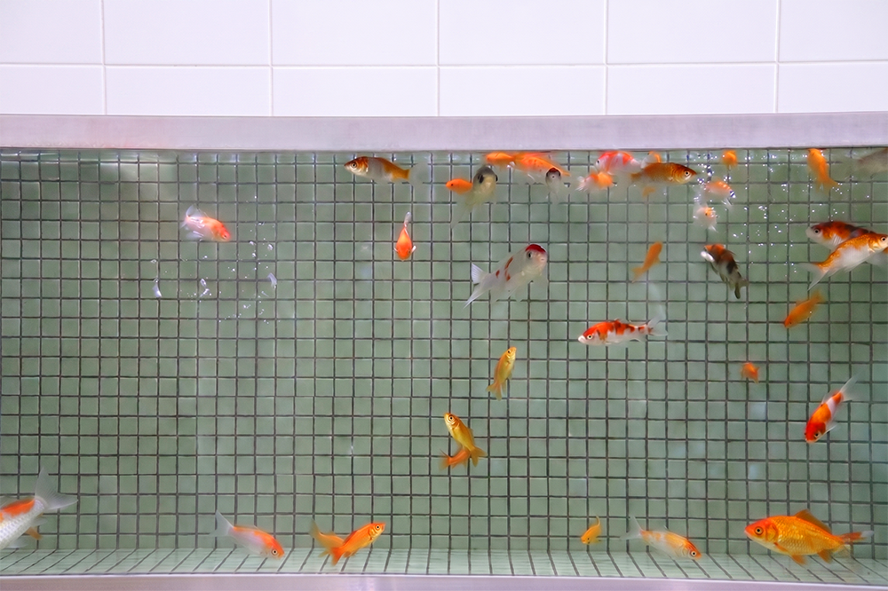 金魚の泳ぐ水槽